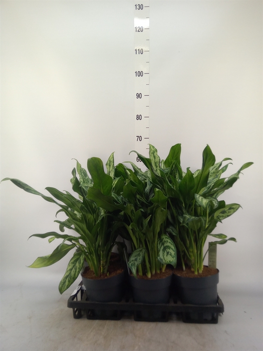<h4>Aglaonema   ...</h4>