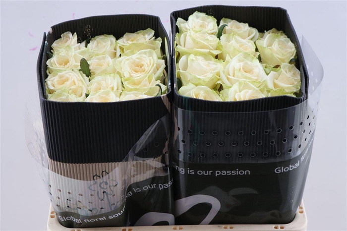 <h4>R Gr The Pearl</h4>