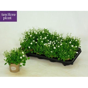 CAMP POR PORTO WHITE