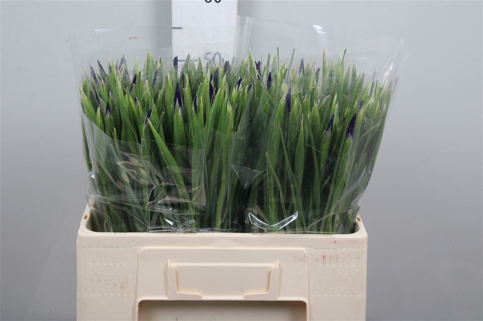 <h4>Iris Hong Kong</h4>
