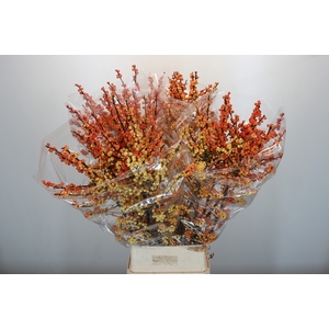 Ilex Cresgold