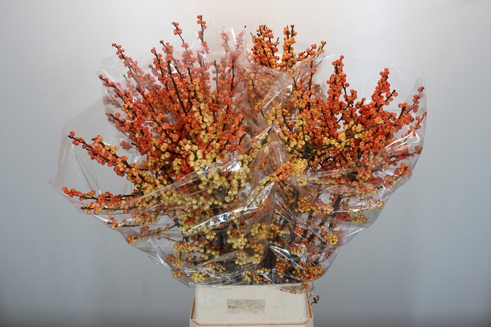 <h4>Ilex Cresgold</h4>