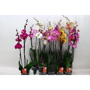 PHAL GEM