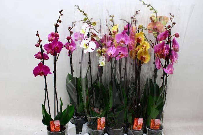 <h4>PHAL GEM</h4>