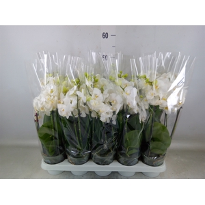 Phalaenopsis multi.   ...white