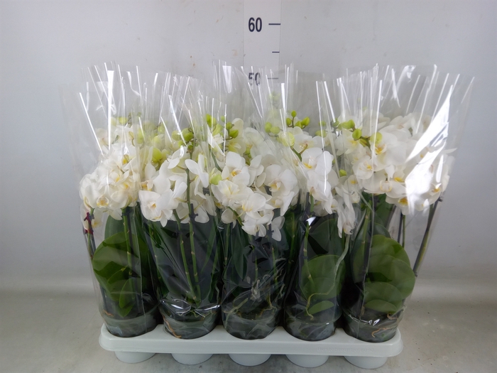 <h4>Phalaenopsis multi.   ...white</h4>