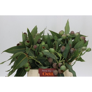 Kaaps Groen Euc. Bell Gum