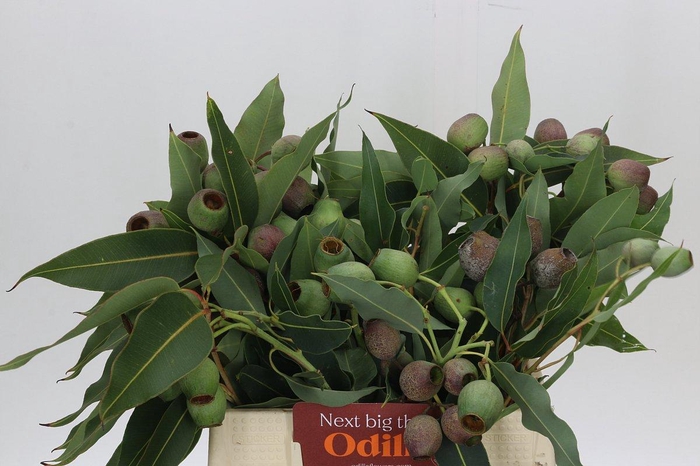 <h4>Kaaps Groen Euc. Bell Gum</h4>