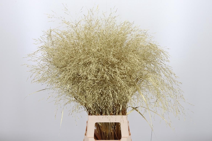 <h4>Panicum Kl Bh Goud</h4>