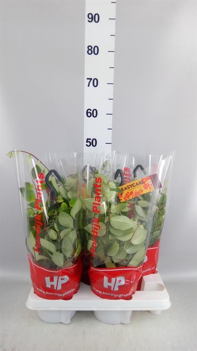 <h4>Aeschynanthus lobb. 'Variegatus'</h4>
