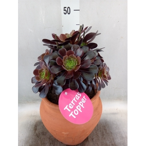 Aeonium arboreum 'Velours'