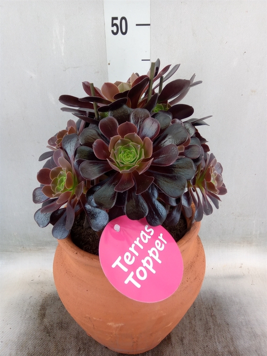 <h4>Aeonium arboreum 'Velours'</h4>