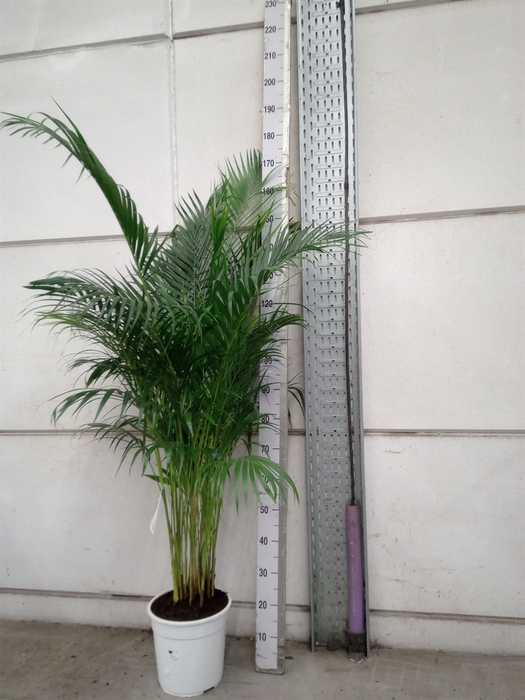 <h4>Dypsis lutescens   ...Chrysalidoca</h4>