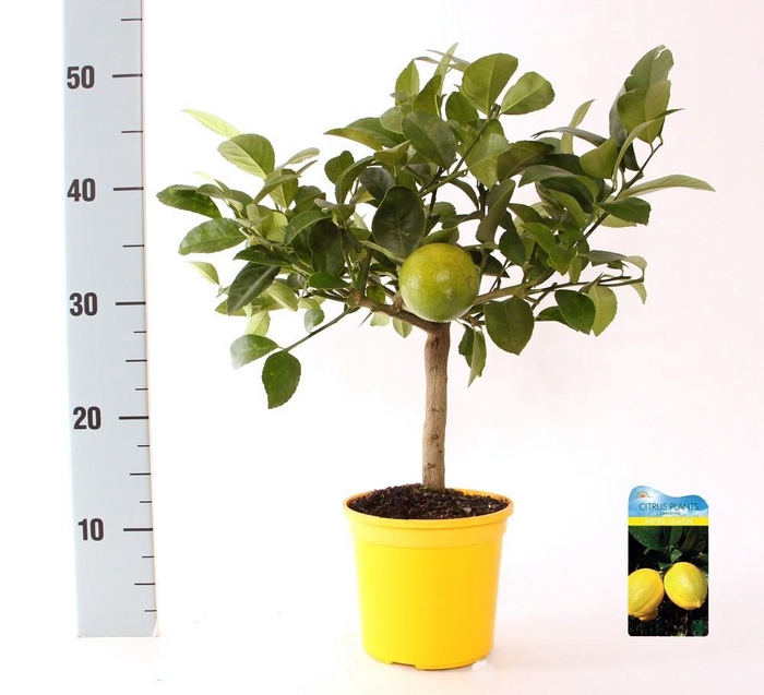 <h4>Citrus meyeri Lemon on stem (s2)</h4>