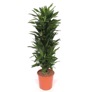 Dracaena Janet Lind