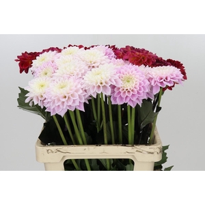 Dahlia Gemengd in fust