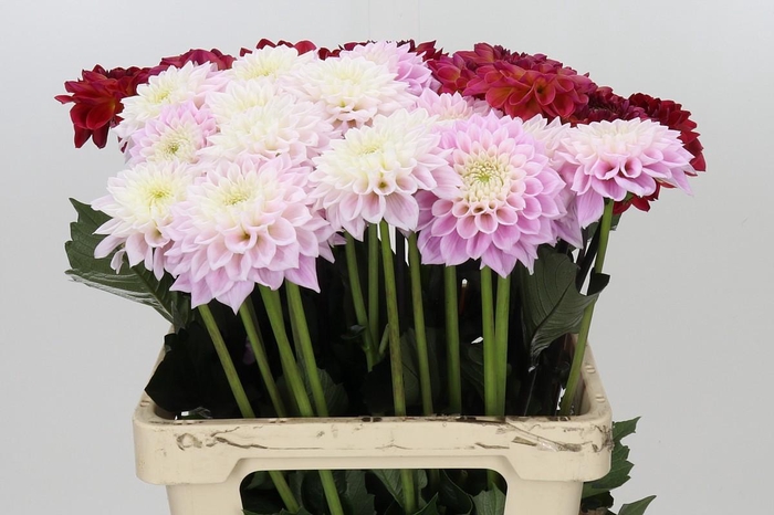 <h4>Dahlia Gemengd in fust</h4>