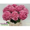 Hydrangea my beautiful rio