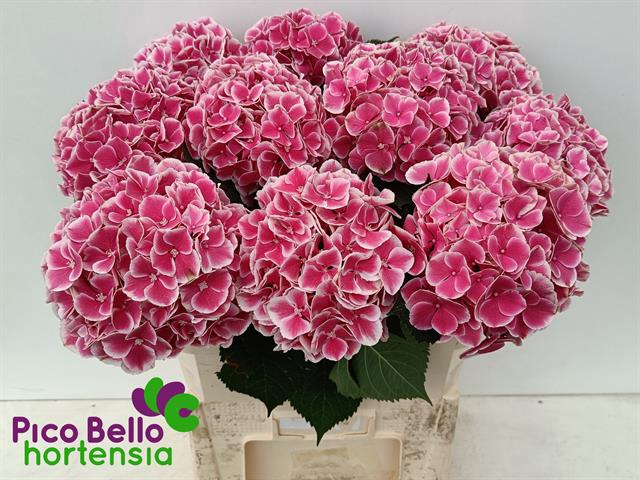 Hydrangea my beautiful rio