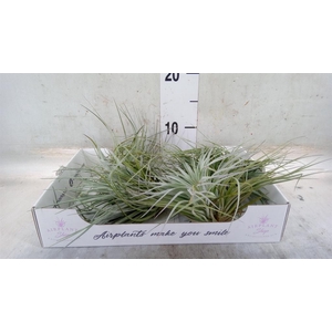 Tillandsia