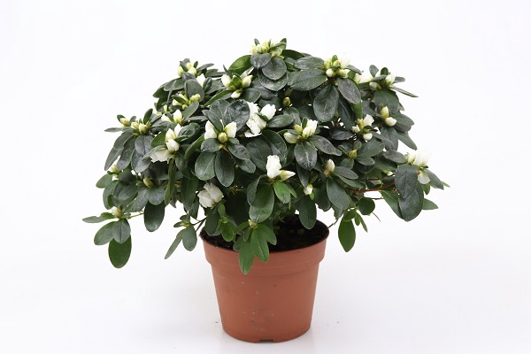 <h4>RHODODENDRON SIMSII P14 WIT</h4>