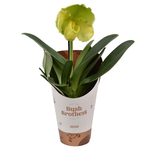 Paphiopedilum Green XXL 12 cm