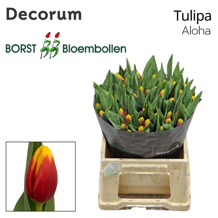 <h4>Tulipa Aloha</h4>