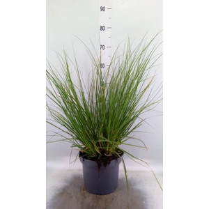 Cortaderia sell. 'Pumila'
