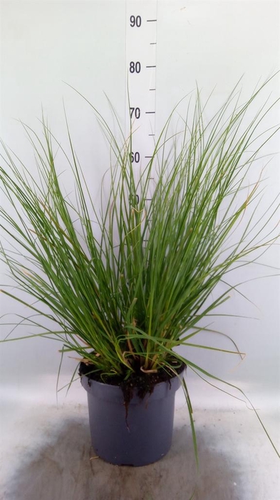 <h4>Cortaderia sell. 'Pumila'</h4>