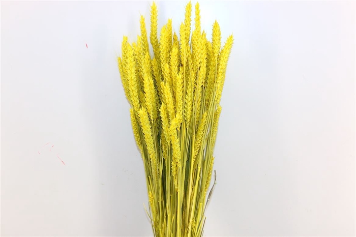 Dried Triticum X5 Yellow Bunch