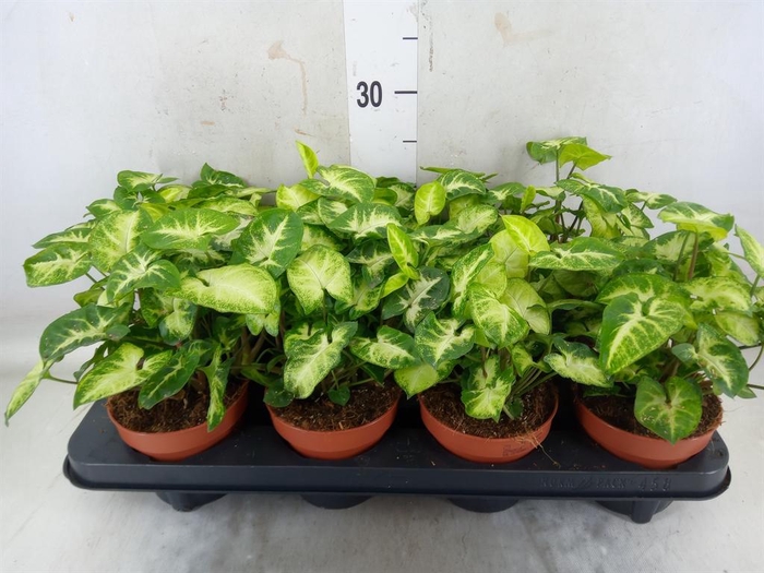 <h4>Syngonium  'Pixie'</h4>