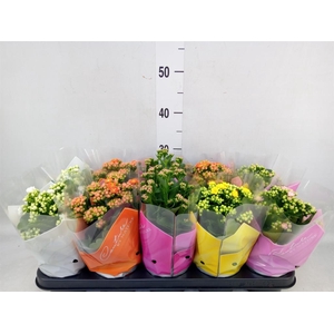 Kalanchoe blos.   ..rosebud mix  5