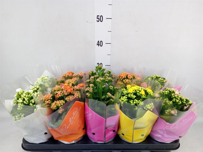 <h4>Kalanchoe blos. ..rosebud mix 5</h4>