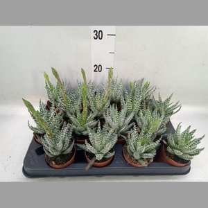 Aloe humilis