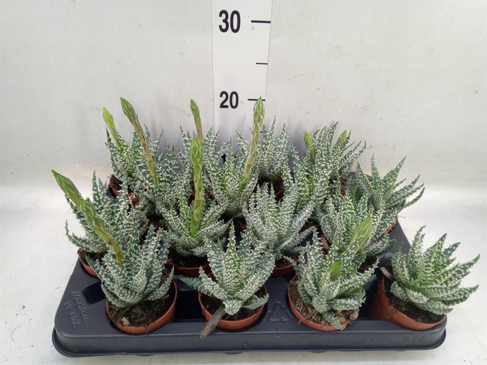 <h4>Aloe humilis</h4>
