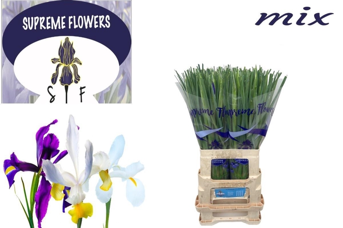 <h4>IRIS GEM 3 KL</h4>