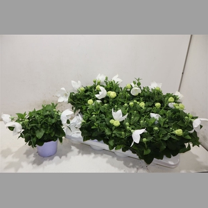 Platyco Gr Astra Whi