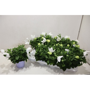 Platyco Gr Astra Whi