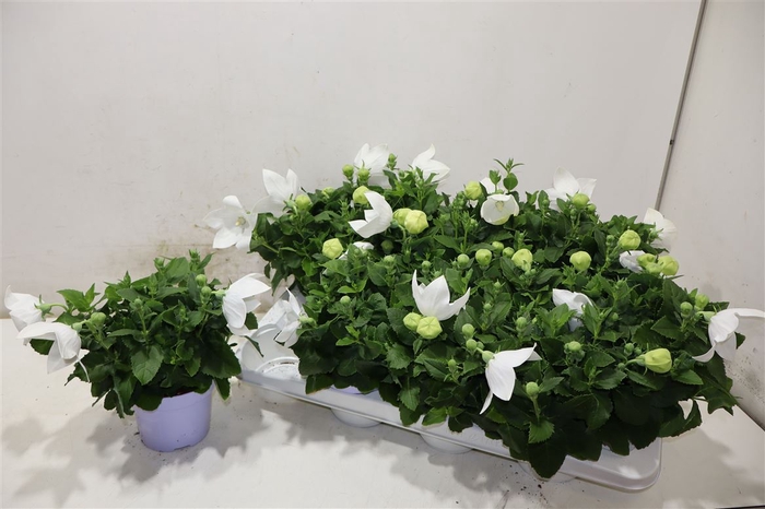 <h4>Platyco Gr Astra Whi</h4>