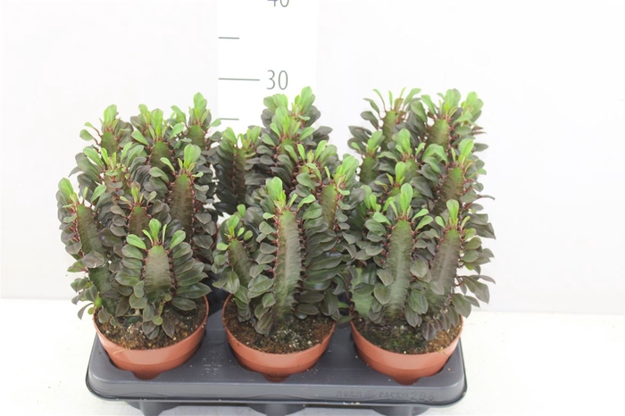 <h4>Euphorbia Trigona Rubra</h4>