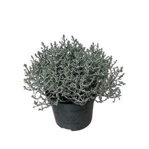 Calocephalus brownii Silvercalos