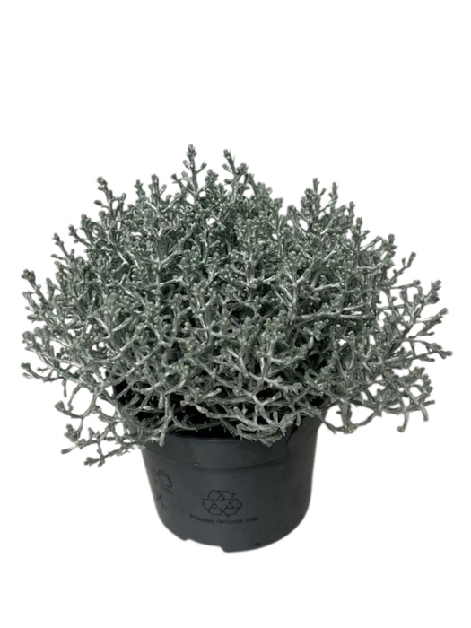 <h4>Calocephalus brownii Silvercalos</h4>