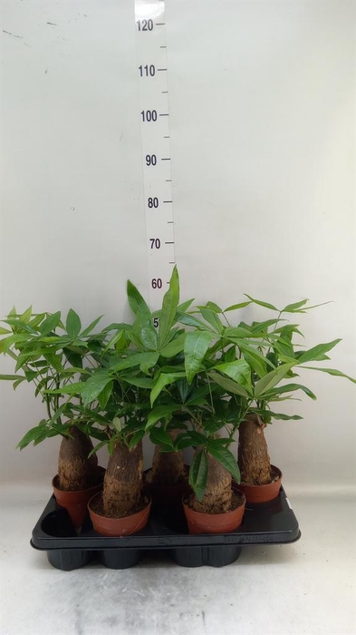 <h4>Pachira aquatica</h4>