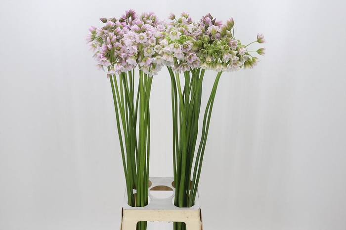 <h4>Allium Rosy Bells</h4>