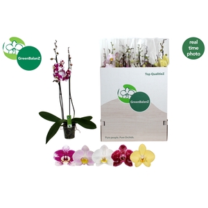 PHAL GEM 5 KL
