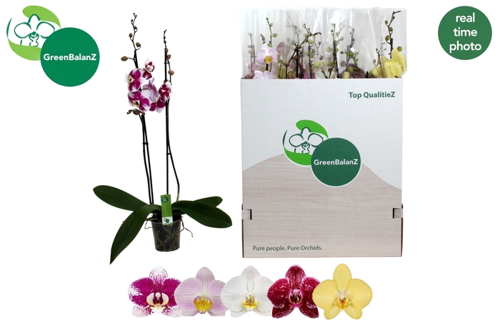 <h4>PHAL GEM 5 KL</h4>