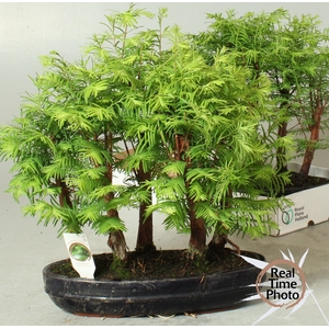 BONSAI OV