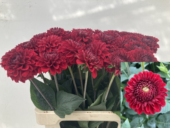 <h4>DAHL RED FOX</h4>