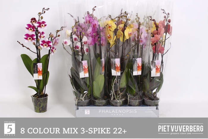 <h4>PHAL GEM 8 KL</h4>