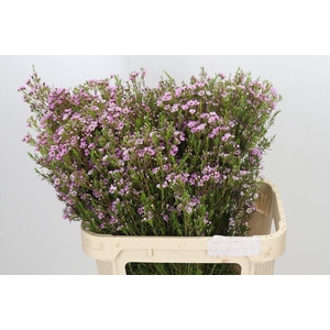 Chamelaucium Kerryn